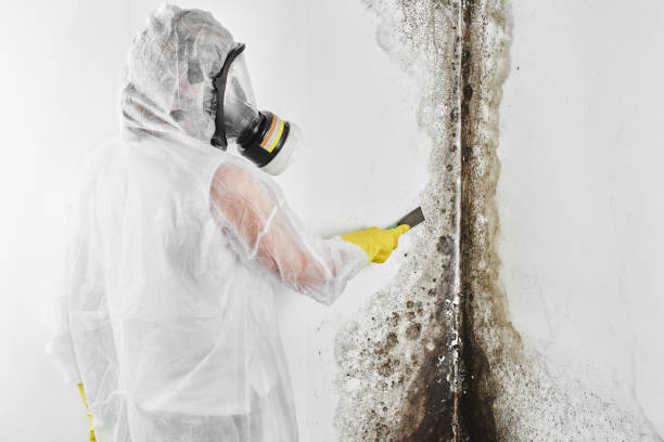 Best Residential Mold Remediation in Marion, AL
