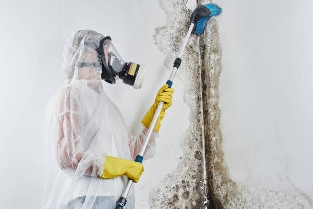 Best Post-Flood Mold Remediation in Marion, AL